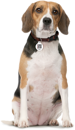 pethub modern pet identification
