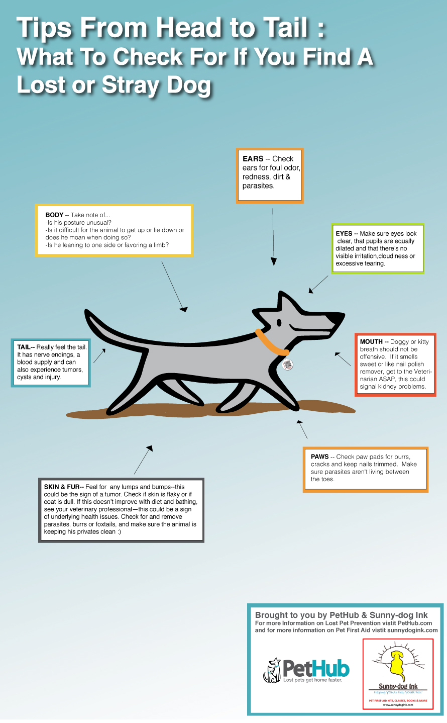 what to do with a stray dog