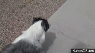 Dog breaking leash and running away