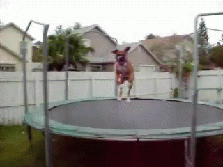 dog-jumping_o_gifsoup-com.gif