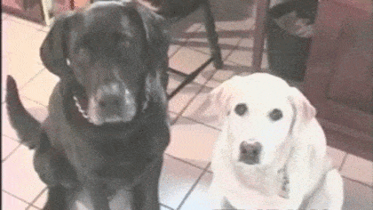 GIF of two labs looking happy