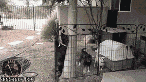 Gif of dog getting out of enclosure