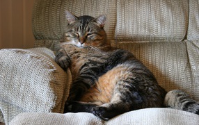 Benefits Of Adopting Older Cats Benefits Of Adopting Older Cats