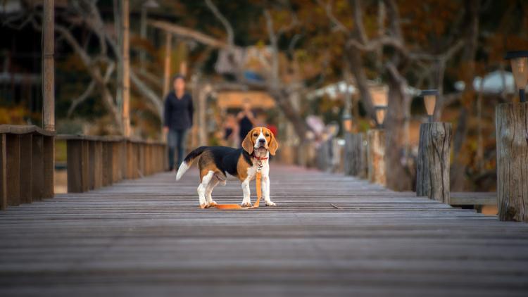 Lost dog on a bridge looking scared