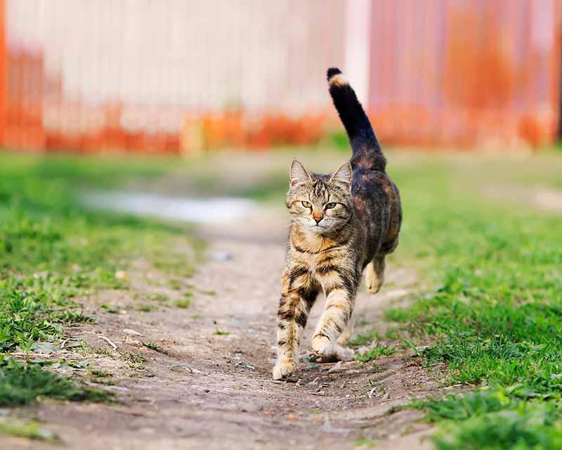 Striped cat running outside with tail held high