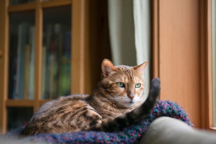 Blue eyed cat curled up on blanket looking out a window