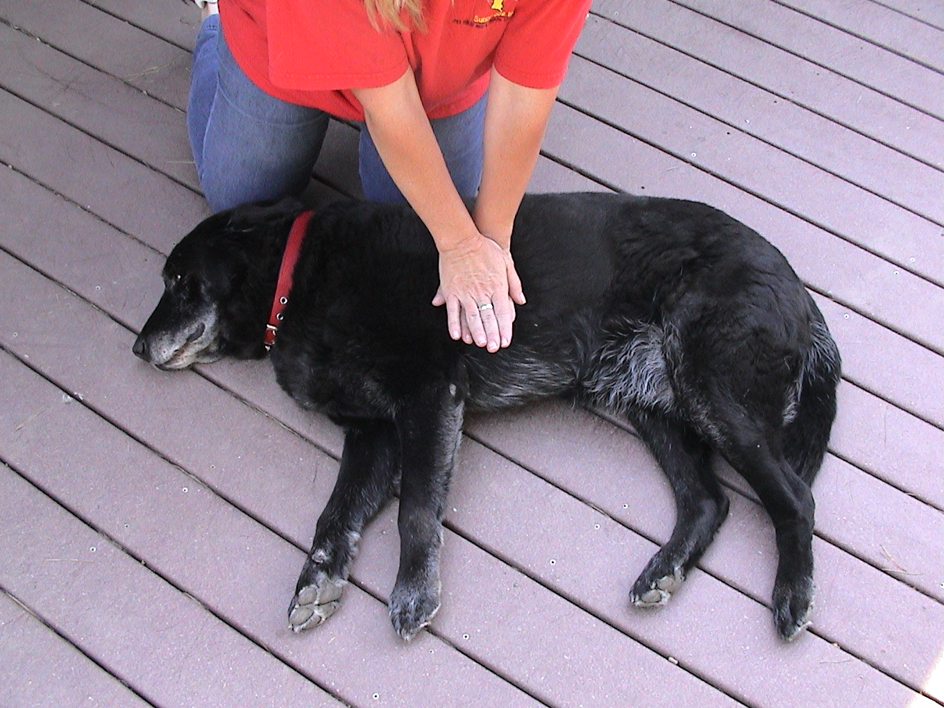 cpr dogs 5 ways knowing pet aid could help a lost pet pethub cpr dogs 5 ways knowing pet aid could help a lost pet pethub