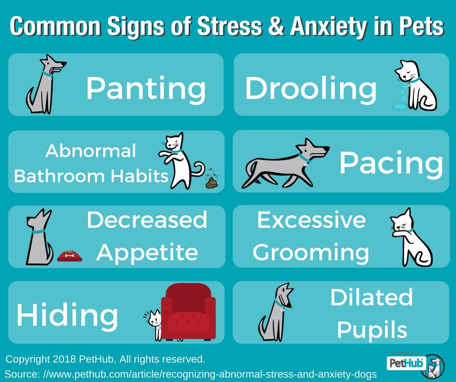 how can you tell if a dog is in distress