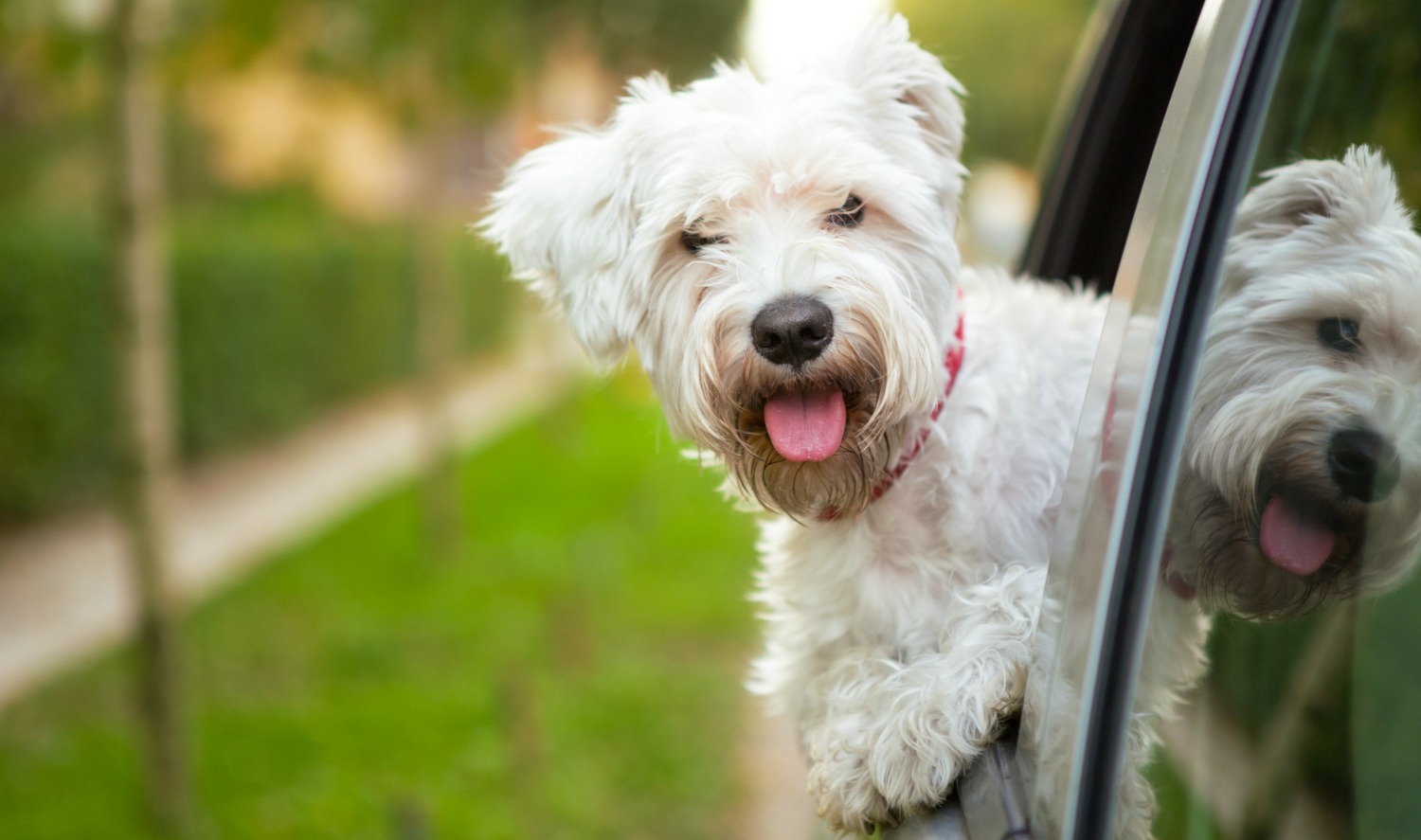 dog sticking head out car window with a grass strip and sidewalk behind him
