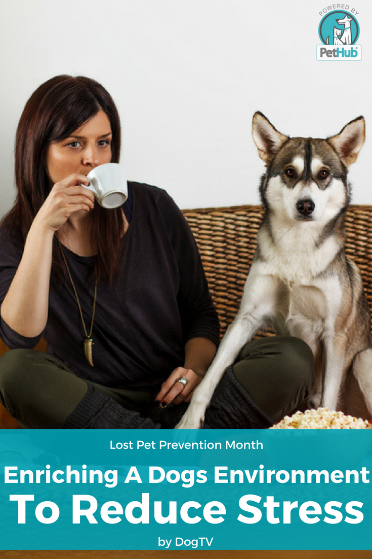 Enriching Dog Environment Pin Graphic