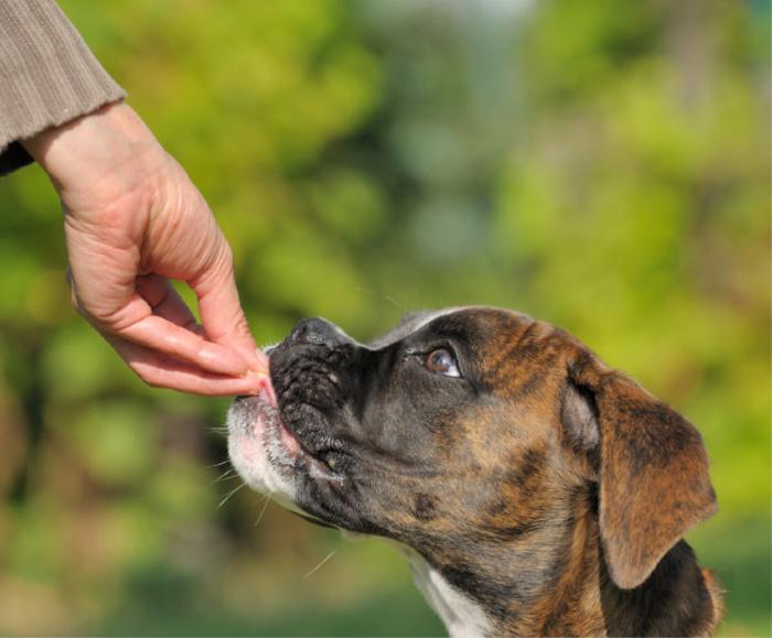 Boxer being fed a treat