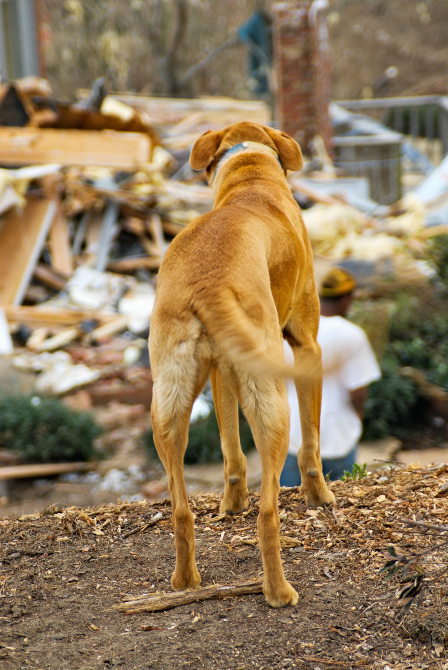 Dog looking over natural disaster wreckage