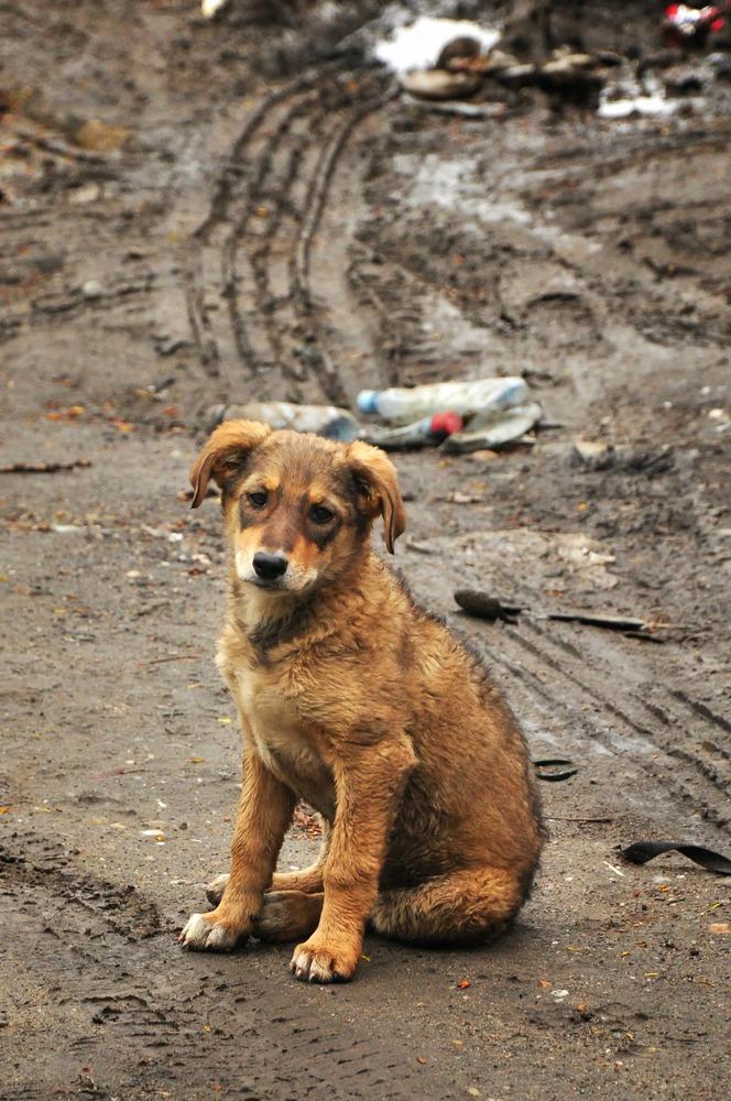 Puppy without a collar sitting alone in mud