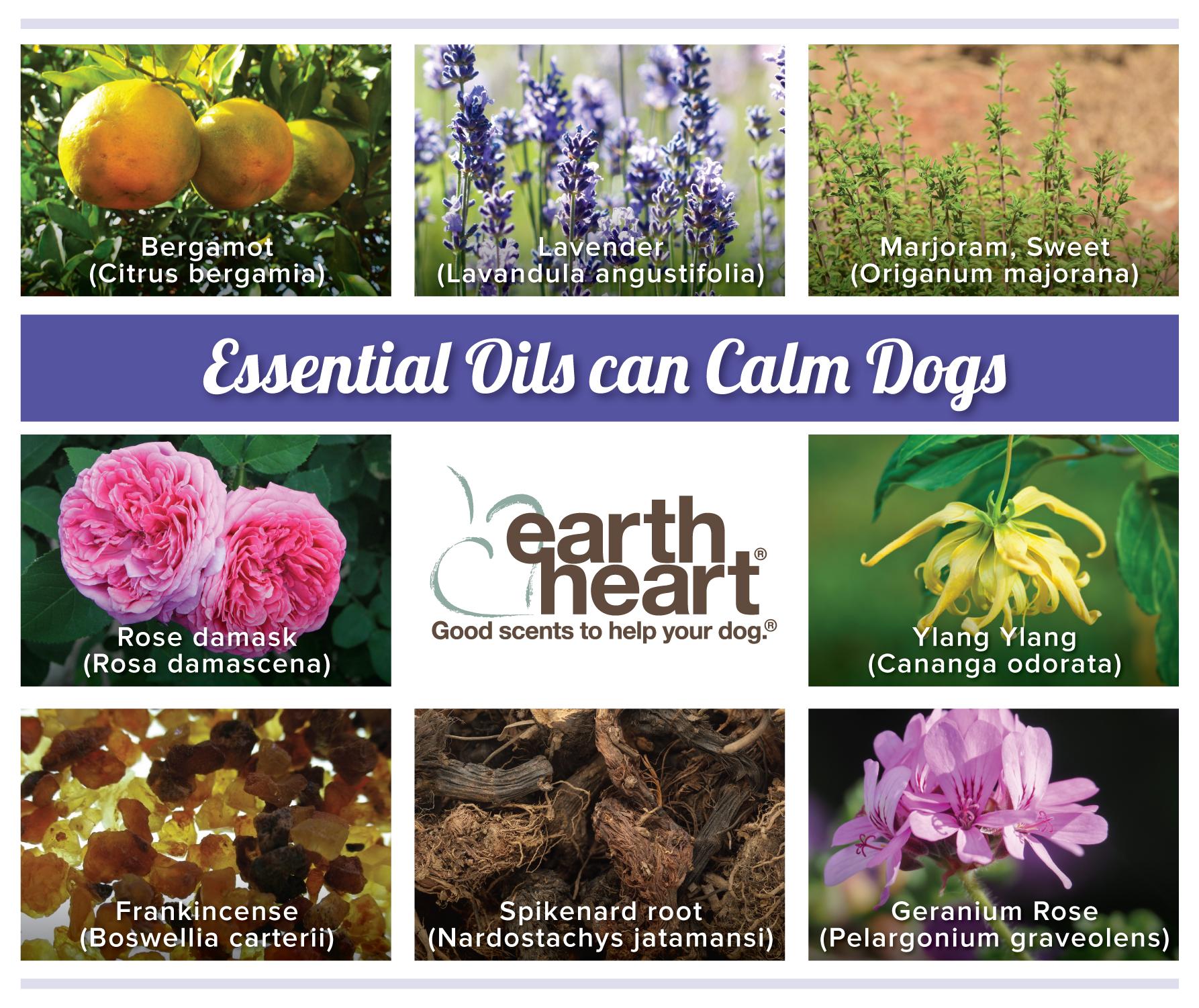 Infographic on different essential oils that calm dogs