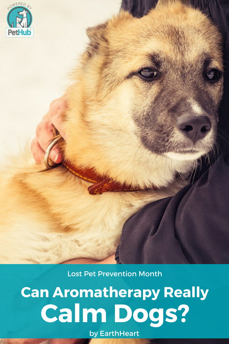 EarthHeart Calm Dogs Pin Graphic