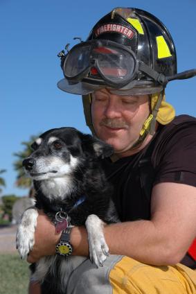 Fireman holding rescued dog