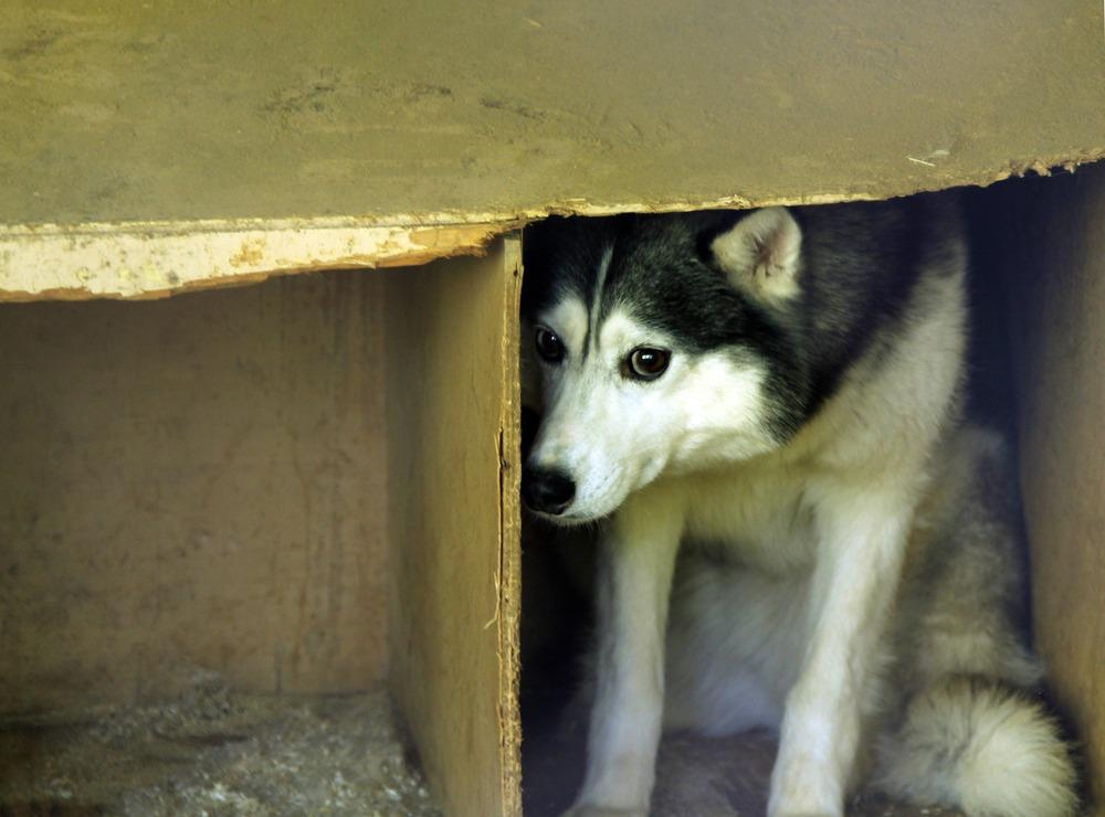 Husky cowering in corner of box