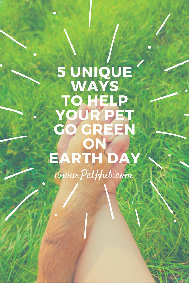 5 Unique Ways to Help Your Pet Go Green on Earth Day graphic