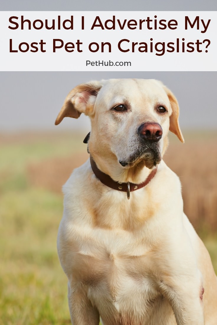 golden retriever looking away pinterest image