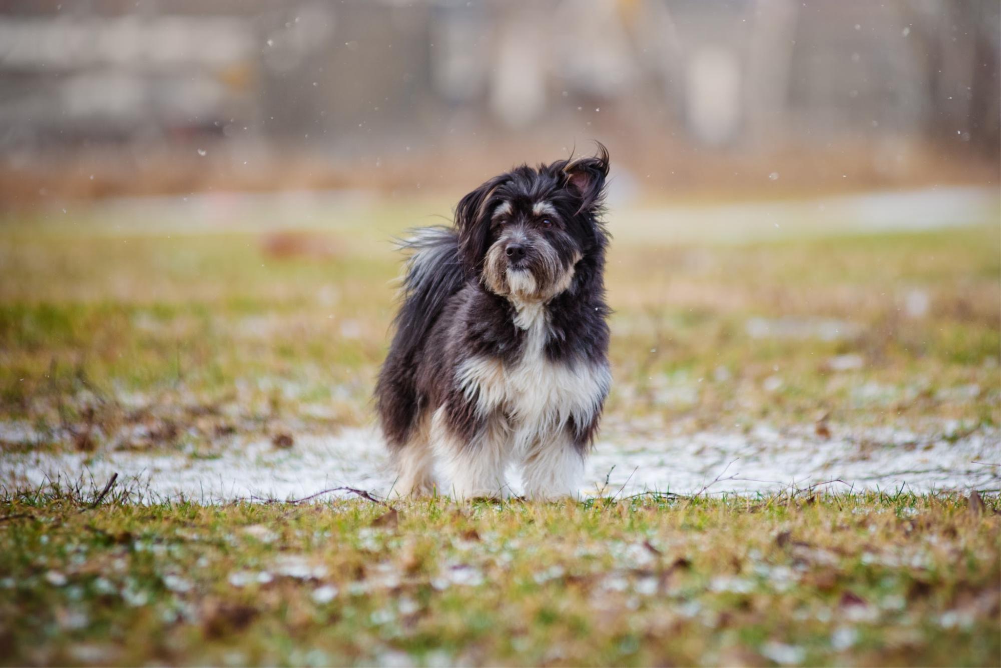 Small dog outside on path