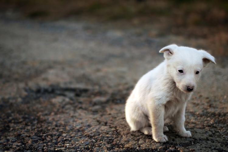 Nervous white puppy without a collar