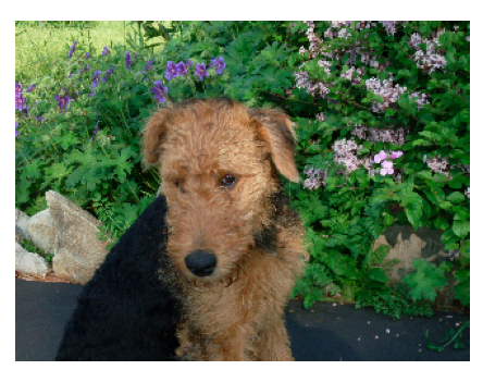 Goldendoodle sitting by bushes