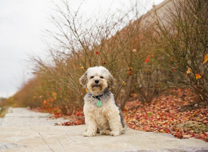 Small dog wearing PetHub QR tag outside