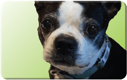 Store PetHub image relating to My Dog is Home Alone Card Printable named Store PetHub