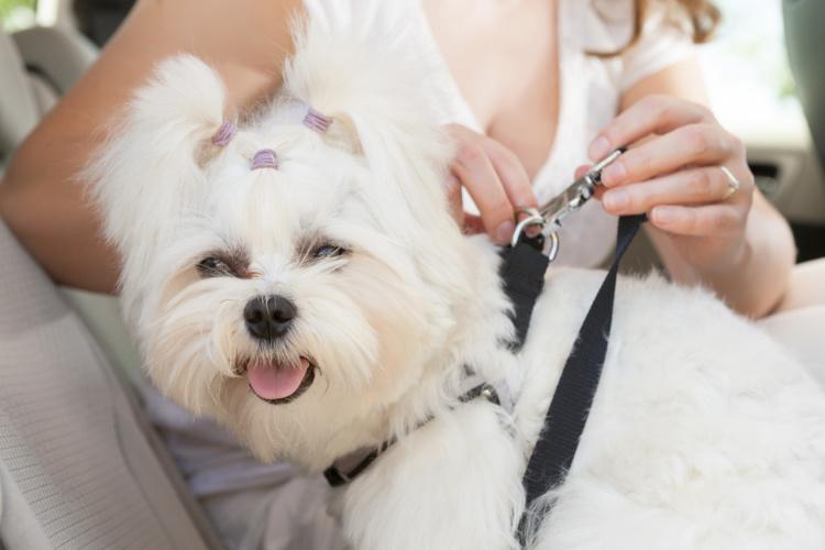 Small white dog being leashed up in car