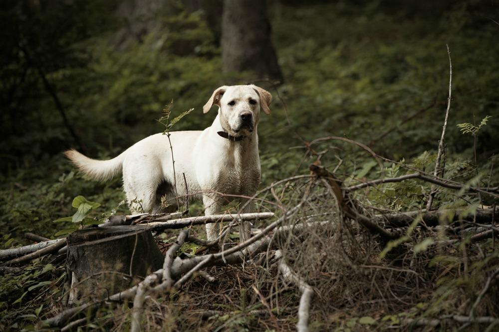 White lab lost in the woods