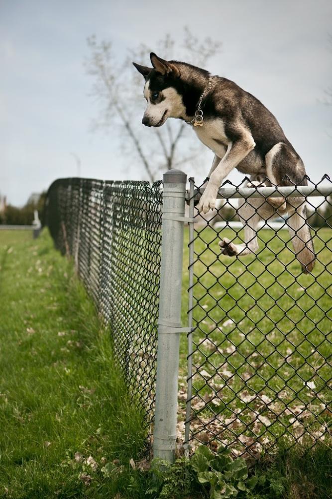 husky mix dog jumping over a chain link fence
