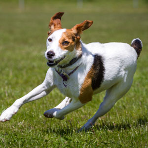 dog bolting in the grass