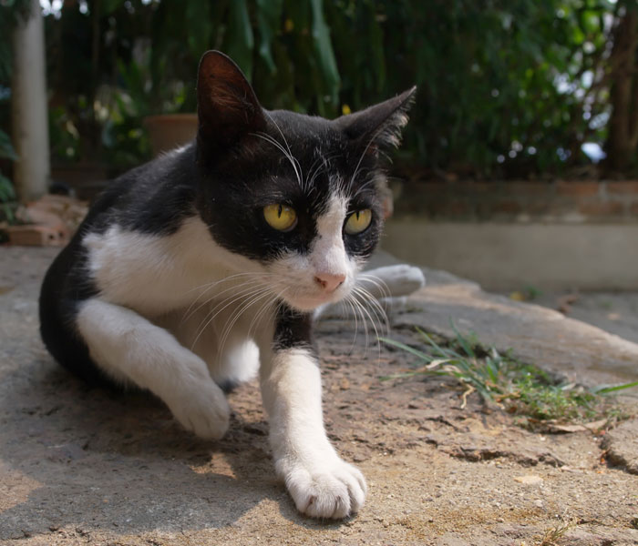 Black and white cat raising one paw