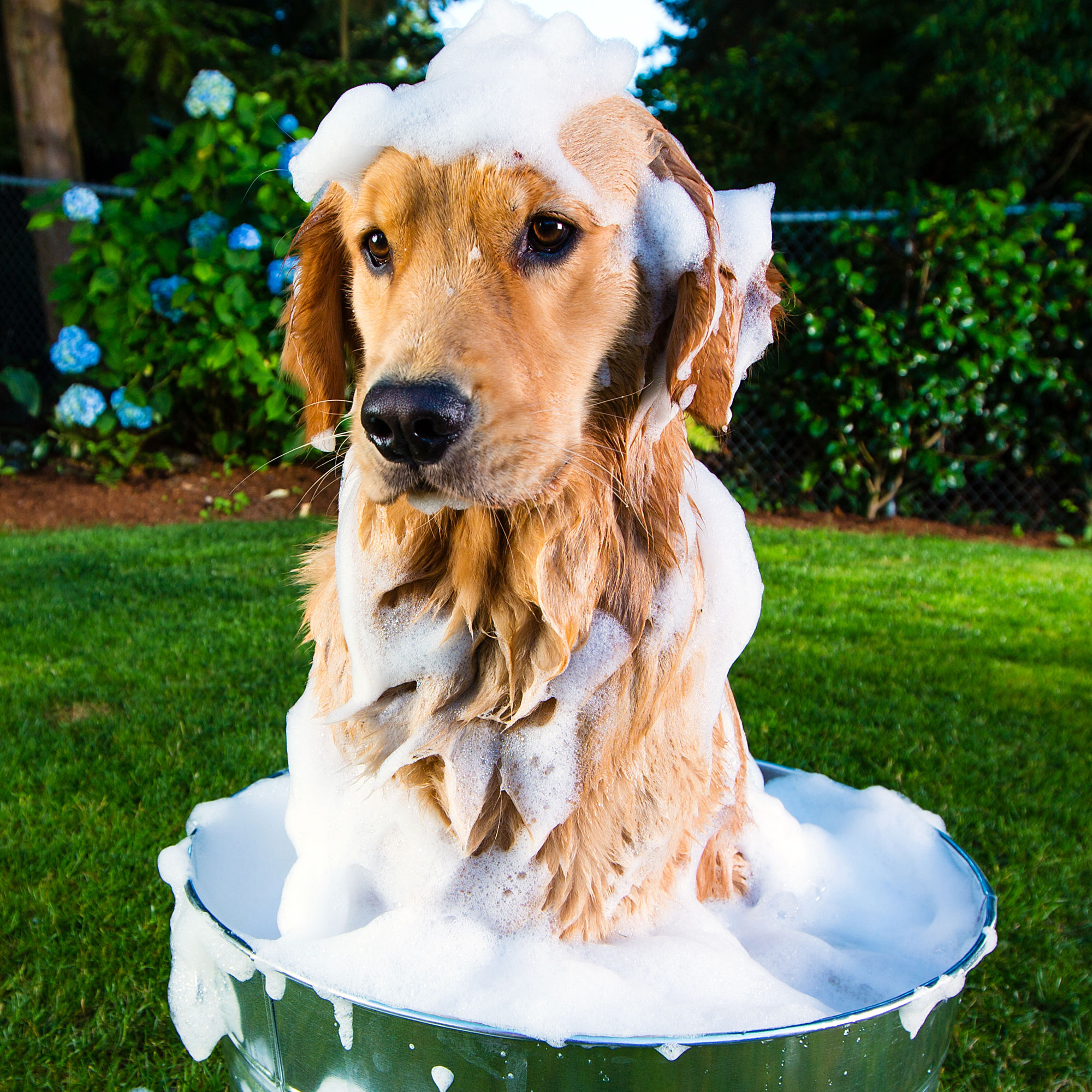 Golden Retriever getting a soapy bath in backyard