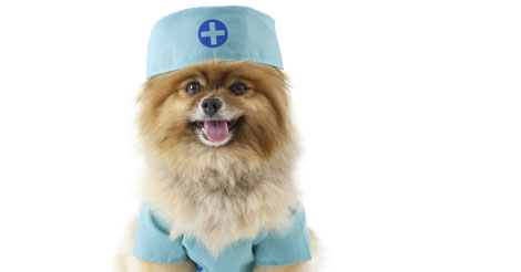 pomeranian nurse