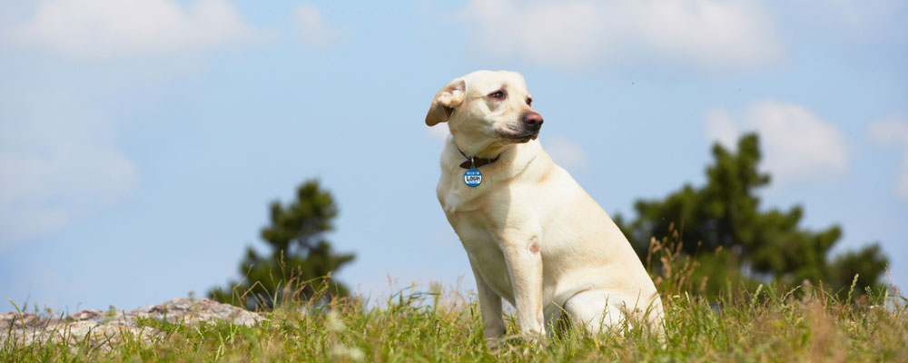 golden lab at park with pethub hello I'm lost tag at park