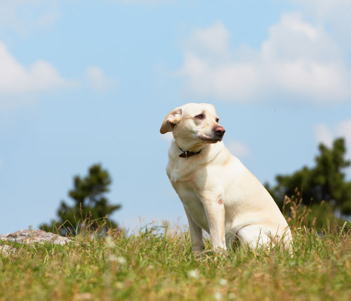 Yellow lab looking away with blue sky behind him