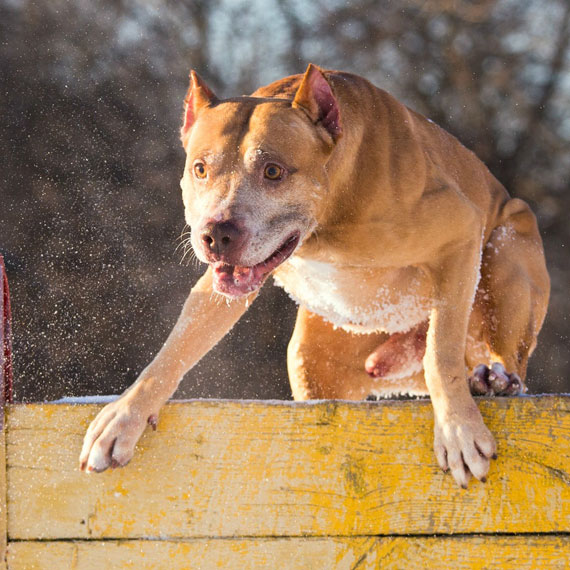 muscular dog hoping a fence