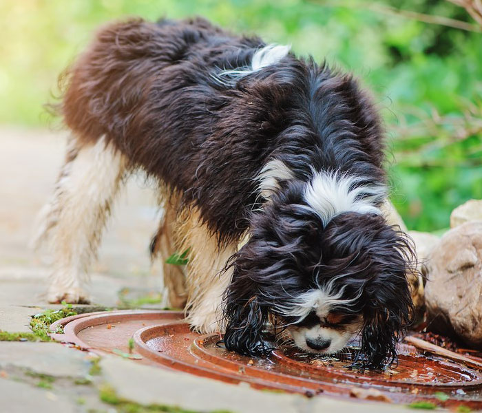 dog licking puddle on the ground