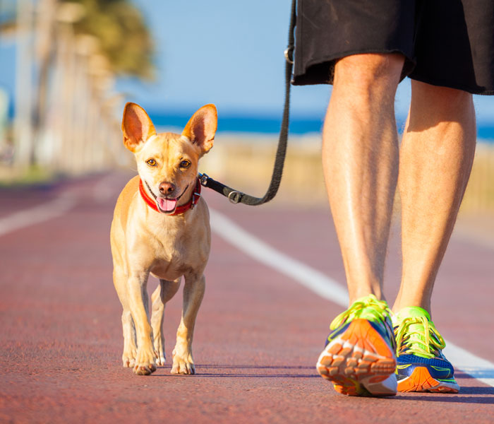 small dog on a leash walking on a track