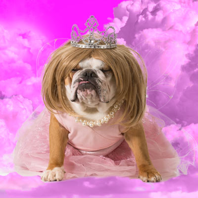 10 Tips For Safe Pet Costumes | PetHub