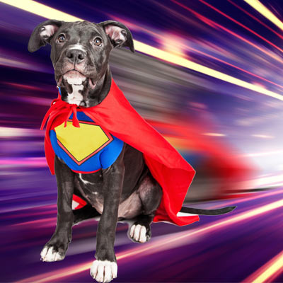 super dog flying fast