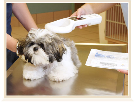 microchips for dogs protect your pet microchips 101 pethub microchips for dogs protect your pet microchips 101 pethub