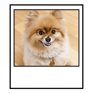 Pomeranian in polaroid picture