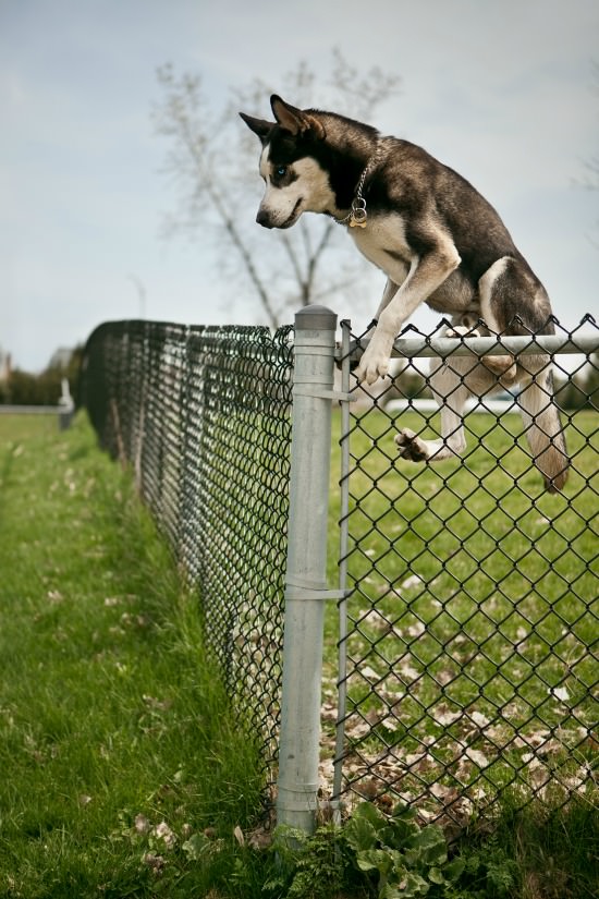 Husky jumping over a chain-link fence