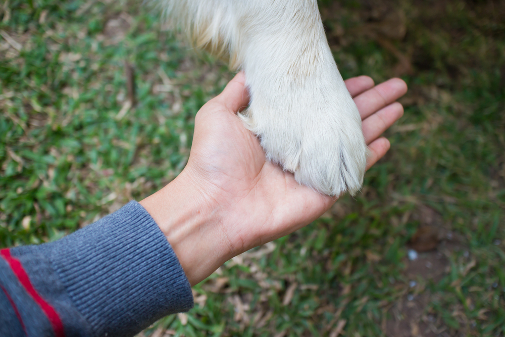 Paw in human hand