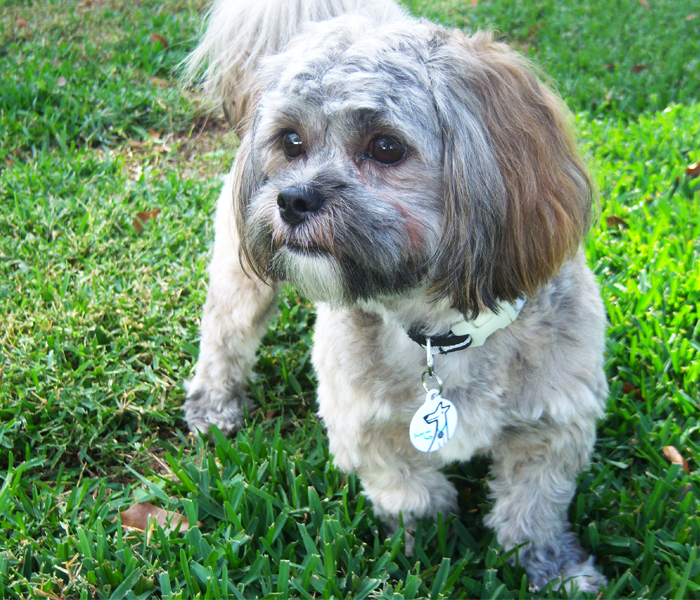 small dog wearing a PetHub tag