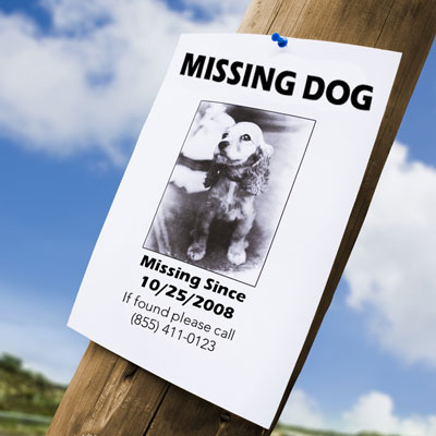 missing dog poster