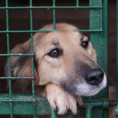 sad dog in cage