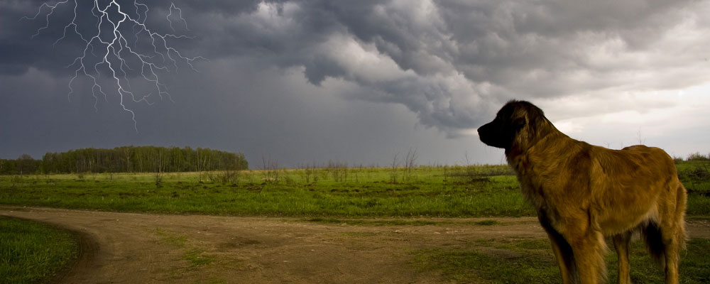 dog watching lightning from a distance